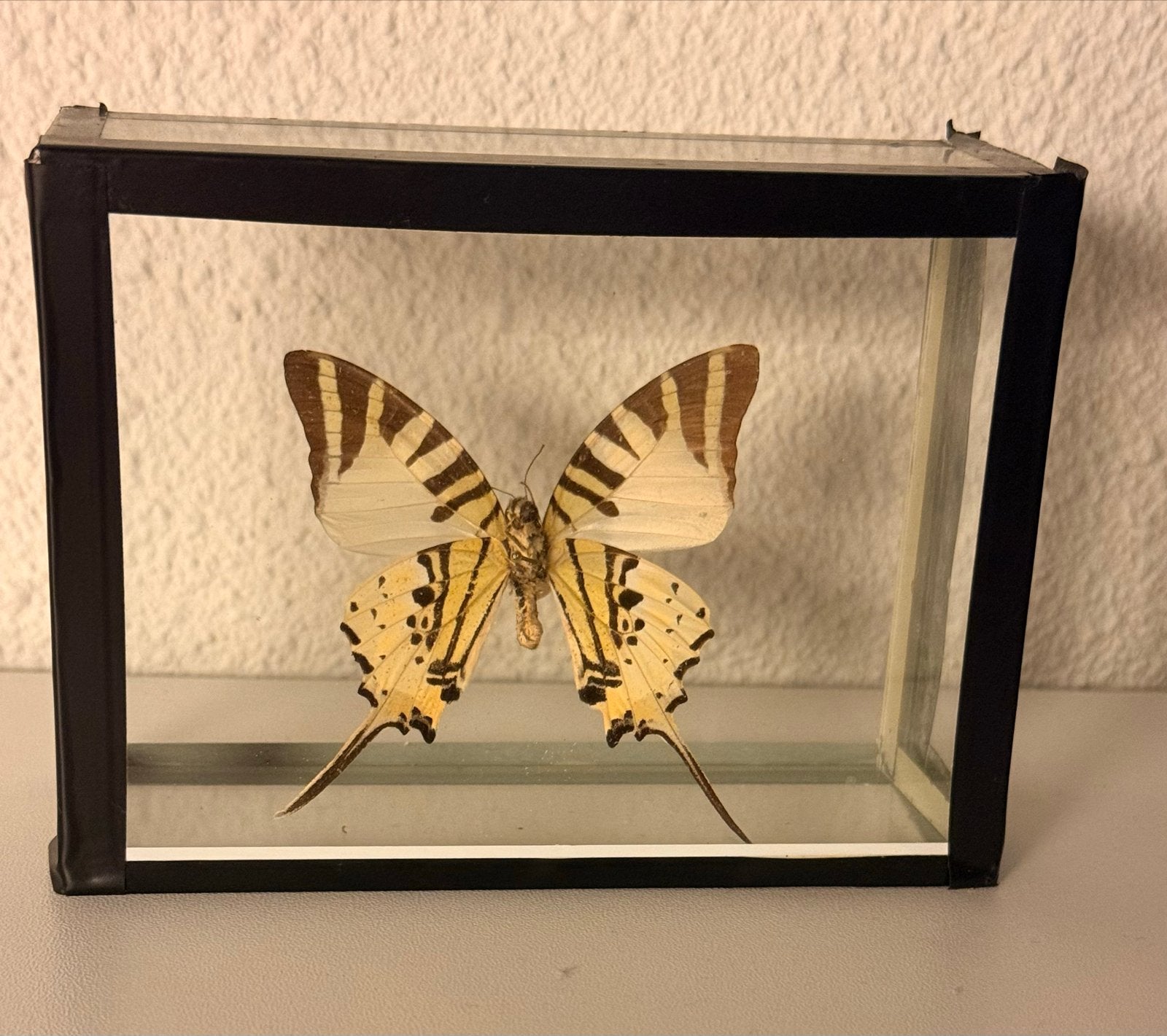 Opgezette vlinder in glazen lijst - Uniek decoratiestuk, Ophalen of Verzenden, Zo goed als nieuw, Insect, Opgezet dier