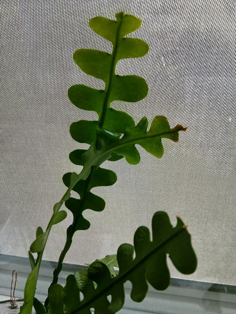 Zaagcactus stekjes, Ophalen of Verzenden, Halfschaduw, Minder dan 100 cm