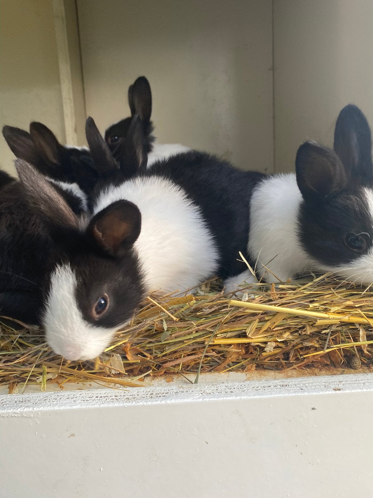 Lieve hollander konijntjes te koop!, Meerdere dieren, Groot
