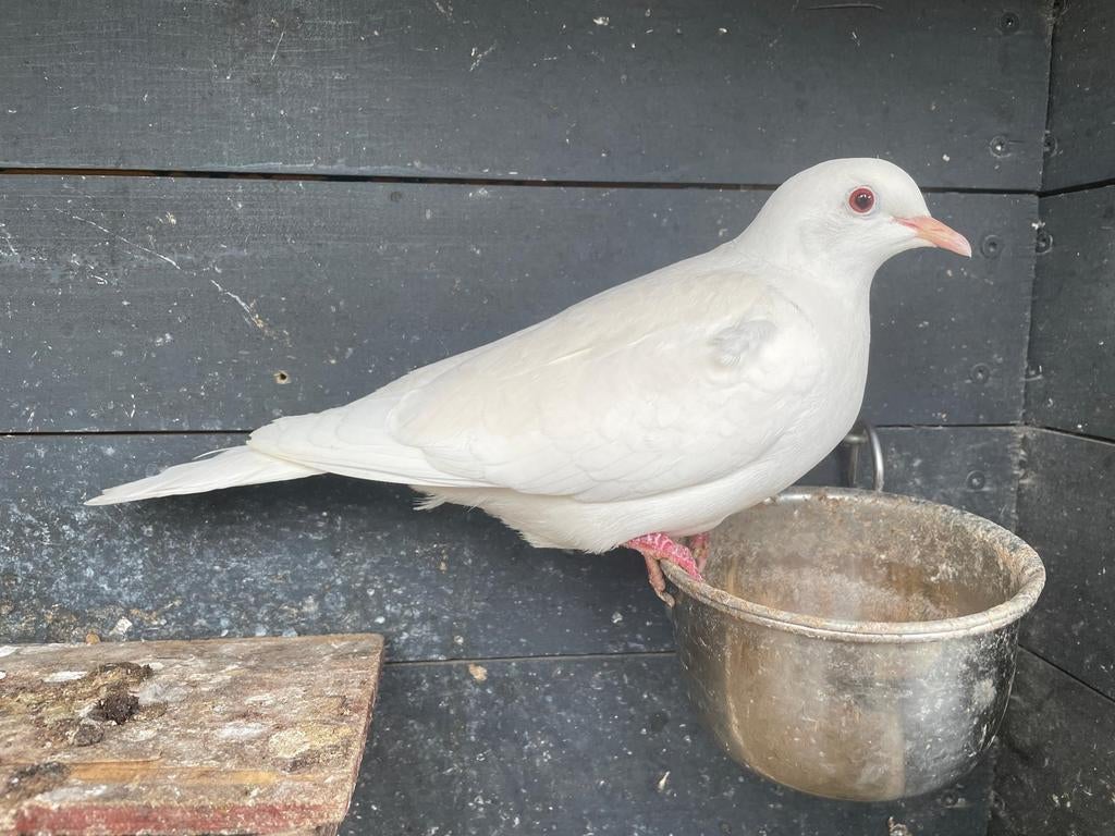 2 jonge tortelduifjes - paar maanden oud, Dieren en Toebehoren, Vogels | Duiven, Geslacht onbekend, Tortelduif