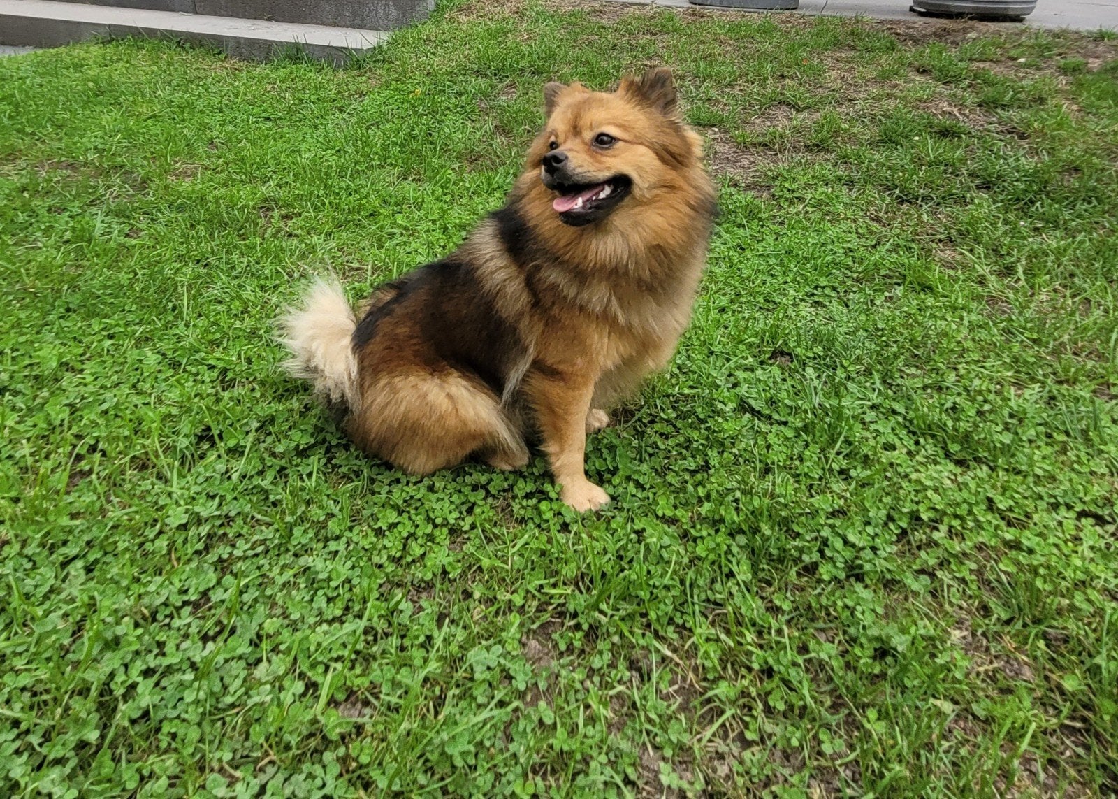 te koop pomeriaan teefje, Keeshond, 1 tot 2 jaar, Teef, Eén hond