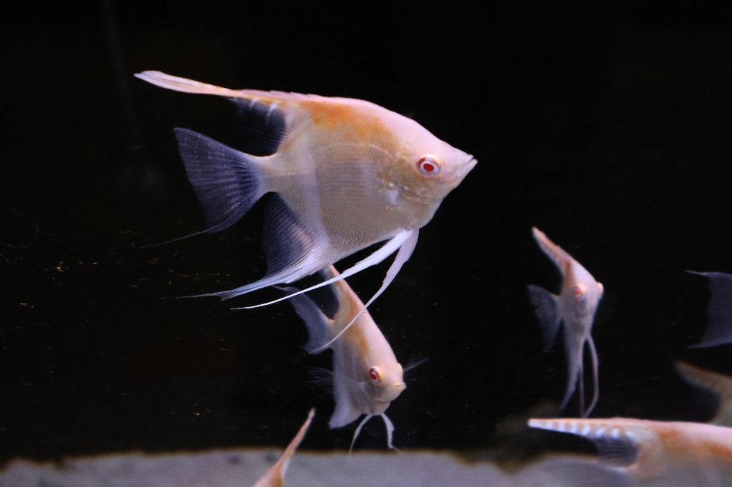 Maanvis Red Back Gold, Vis, Zoetwatervis