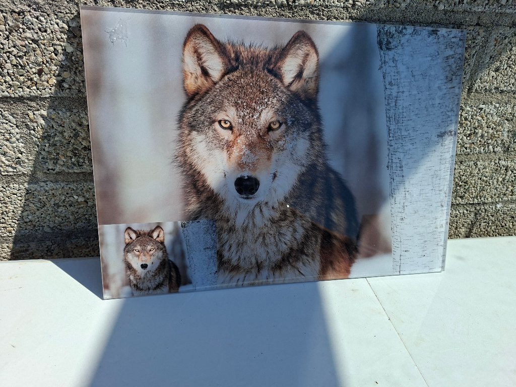 schitterende levensechte schilderij van een wolf, Ophalen of Verzenden, Gebruikt, 125 cm of meer, Schilderij