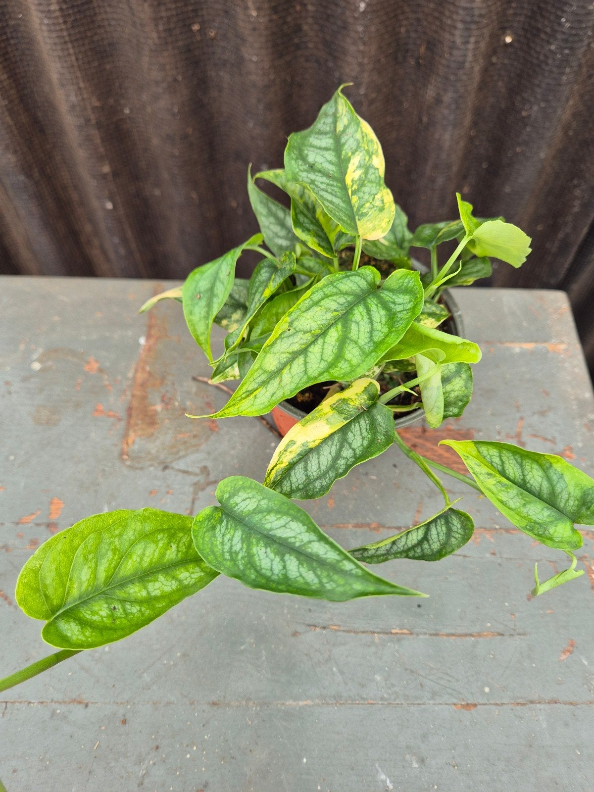 Monstera Siltepecana Aurea Variegata p12 (3), Huis en Inrichting, Ophalen of Verzenden, Halfschaduw, Minder dan 100 cm
