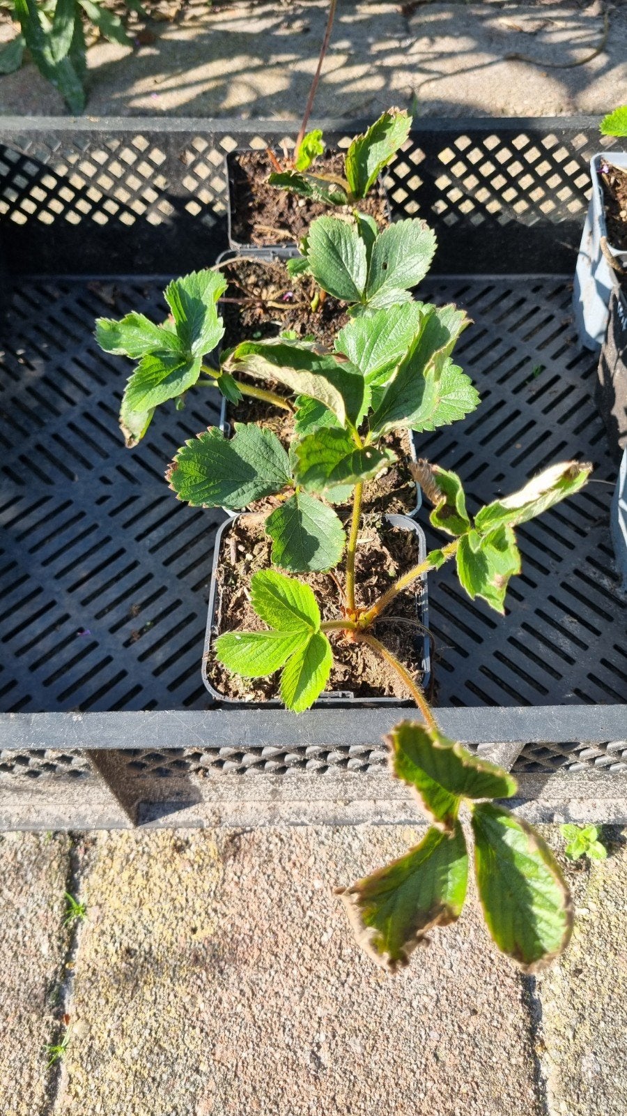 Aardbeiplantjes Korona 12 stuks p9 pot, Ophalen, Eenjarig, Groenteplanten, Volle zon