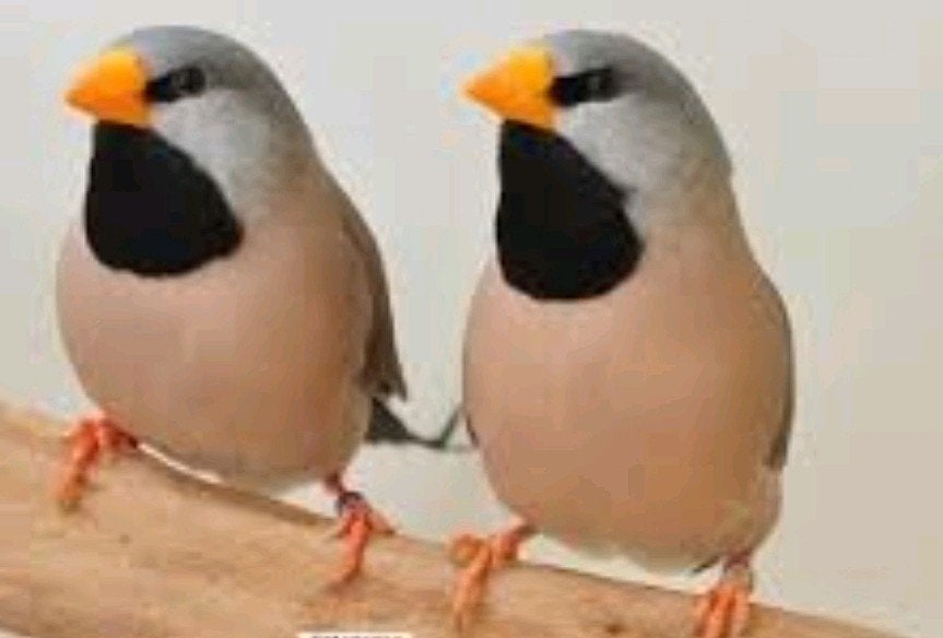koppel geelsnavel spitstaartamadine, Meerdere dieren, Tropenvogel
