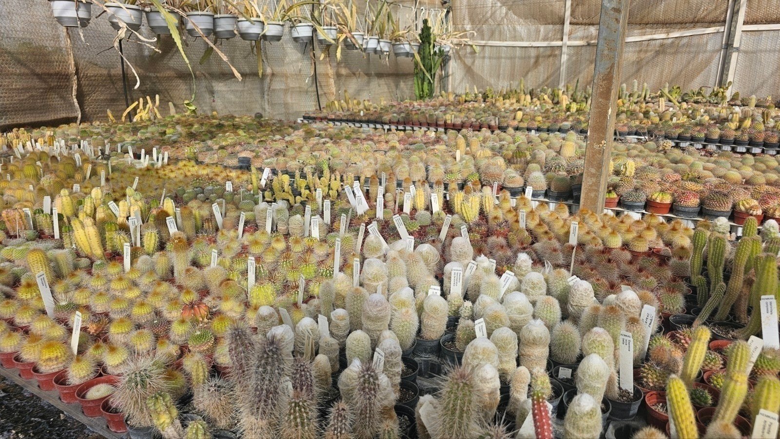 Diverse collectie vetplanten en cactussen, Tuin en Terras, Planten | Tuinplanten, Overige soorten, Volle zon, Vaste plant, Ophalen of Verzenden