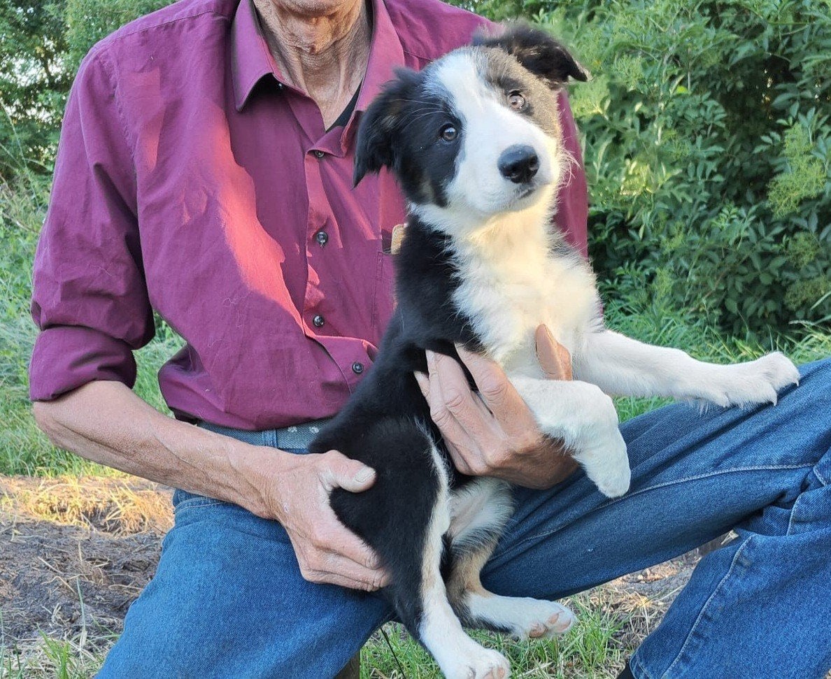 Bordercollie border collie pups met ISDS stamboom, Parvo, Overige rassen, 8 tot 15 weken, Meerdere