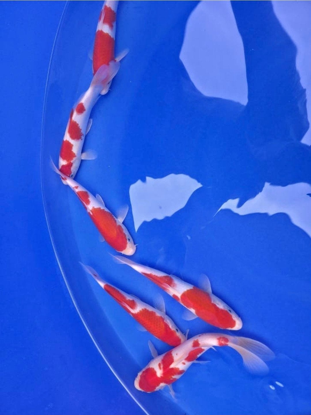 15 koi, Karper of Koi