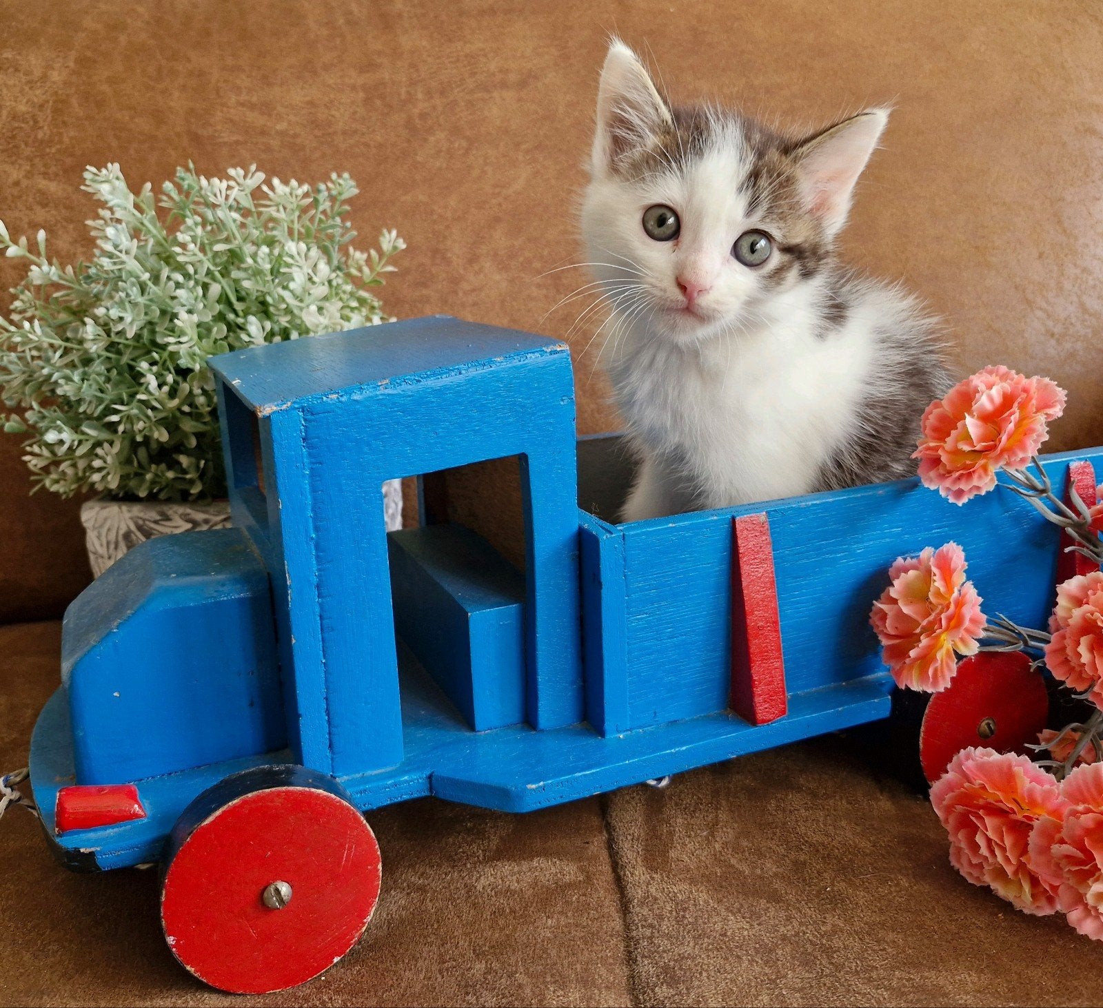 Prachtige kittens kruising, Meerdere dieren, 0 tot 2 jaar