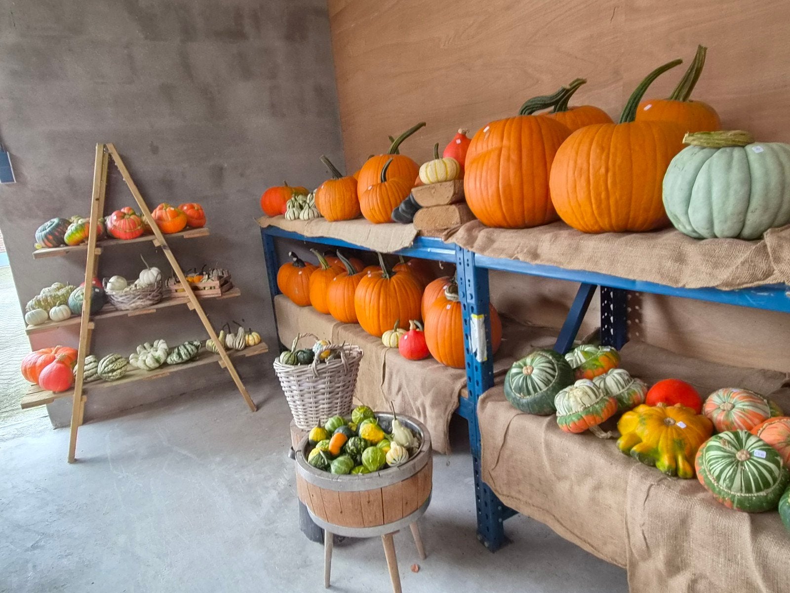 Pompoenen en kalebassen, Tuin en Terras, Ophalen, Nieuw