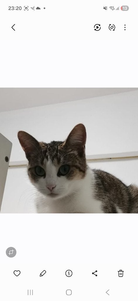 Lieve binnenkat zoekt een nieuw thuis ️ ., Dieren en Toebehoren, Kater, 3 tot 5 jaar
