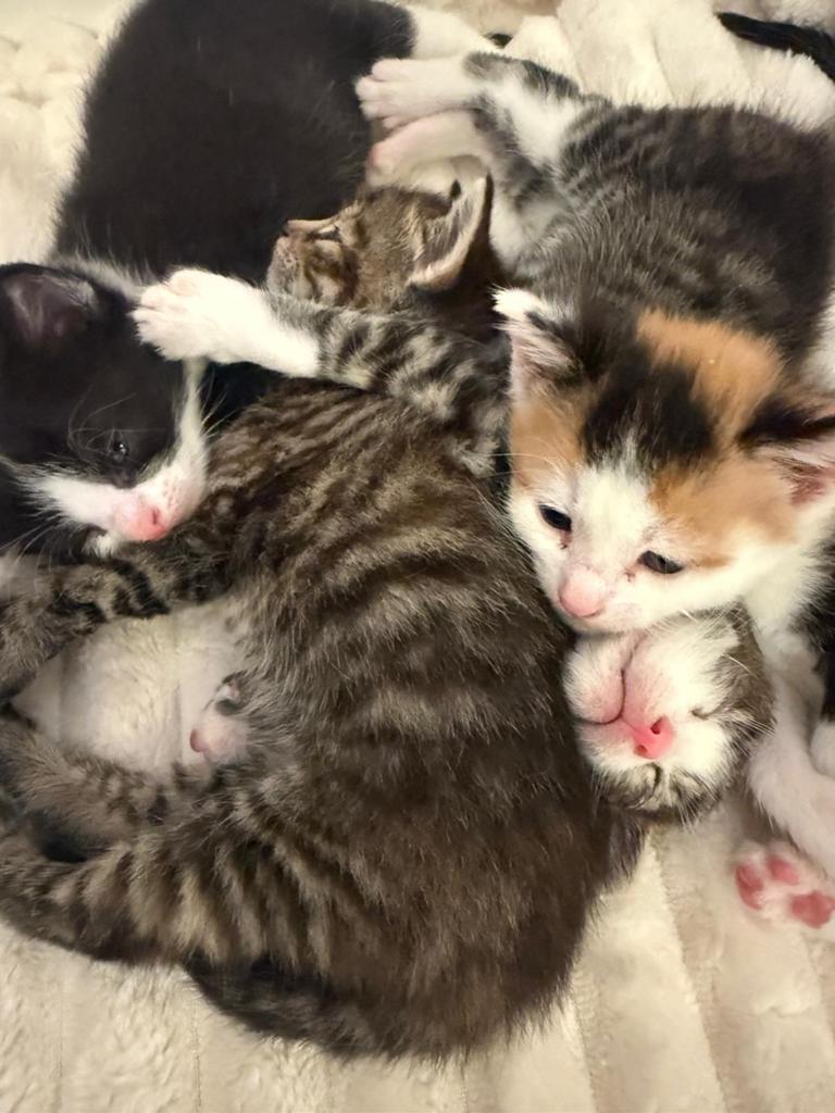 Kittens, Dieren en Toebehoren, Meerdere dieren