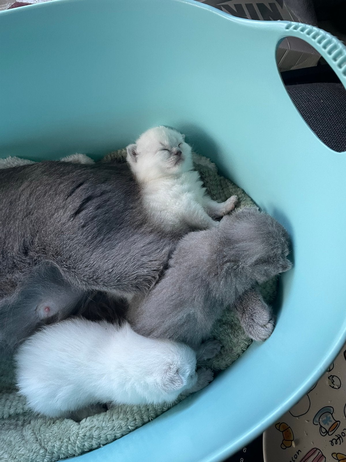Kittens te koop, Dieren en Toebehoren, Katten en Kittens | Raskatten | Korthaar, Meerdere dieren