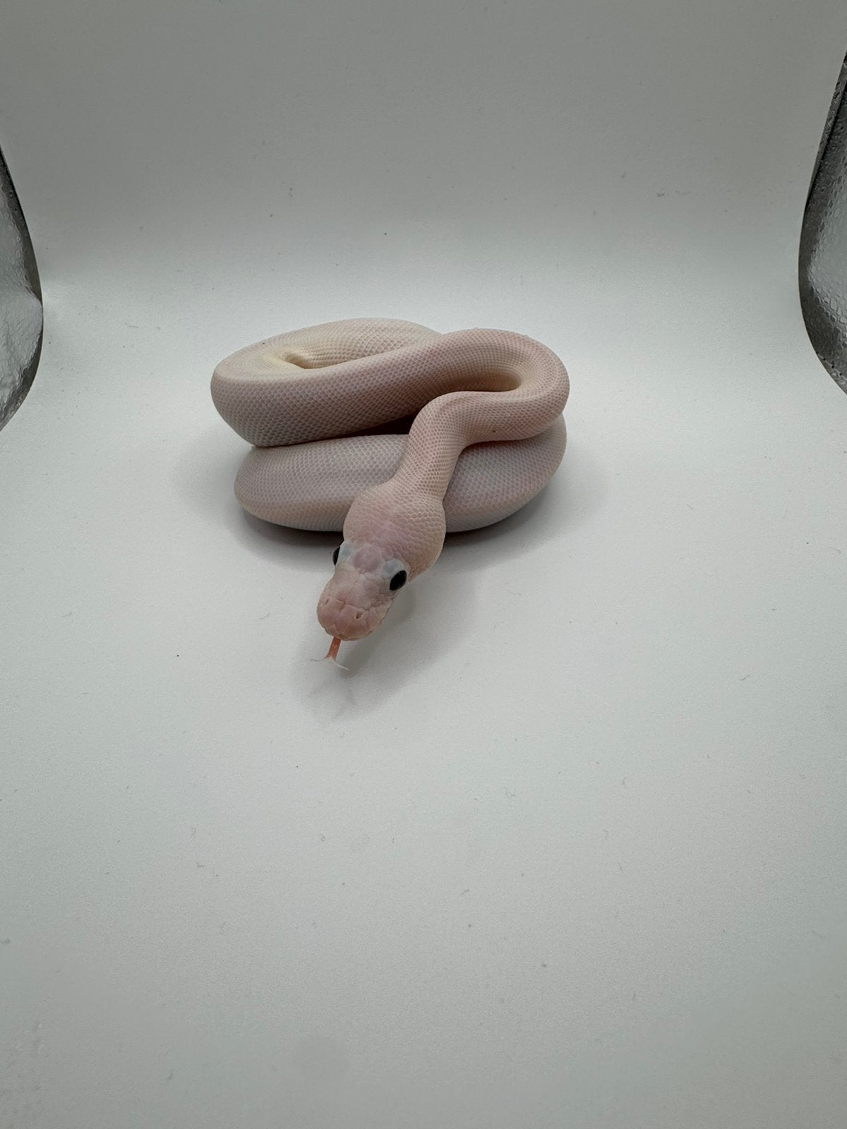 Rare baby ball python leucistico black eyes Ball Python photo 3