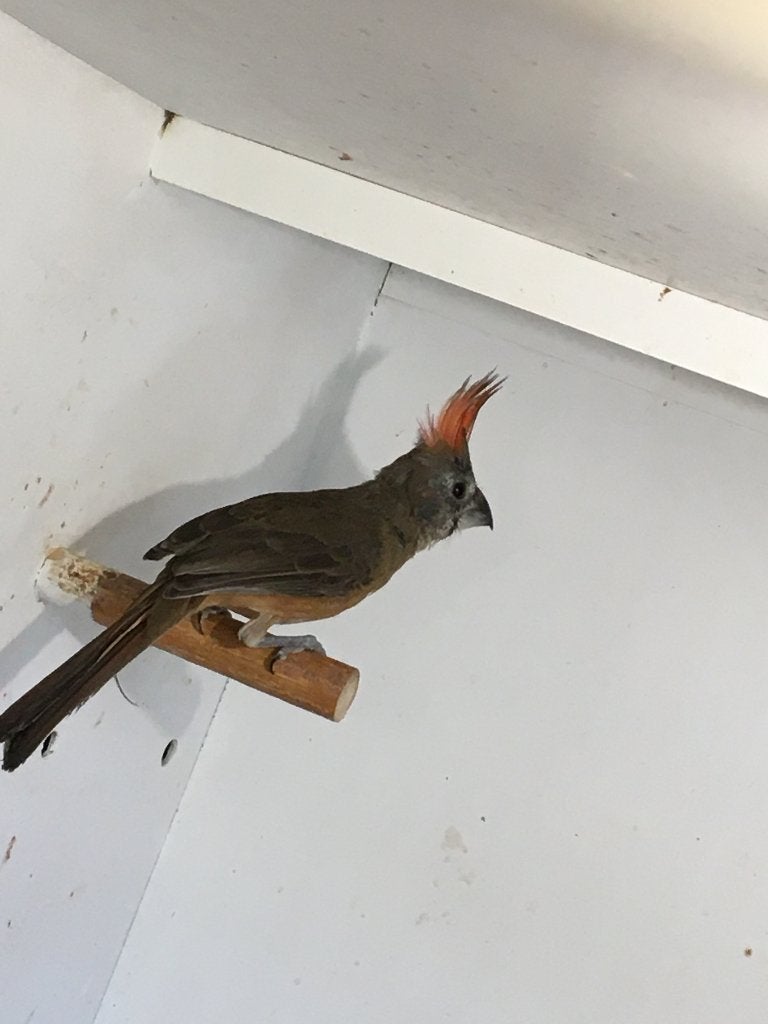 0-1 vermiljoen kardinaal pop, Dieren en Toebehoren, Vogels | Overige Vogels, Vrouwelijk, Tropenvogel, Geringd