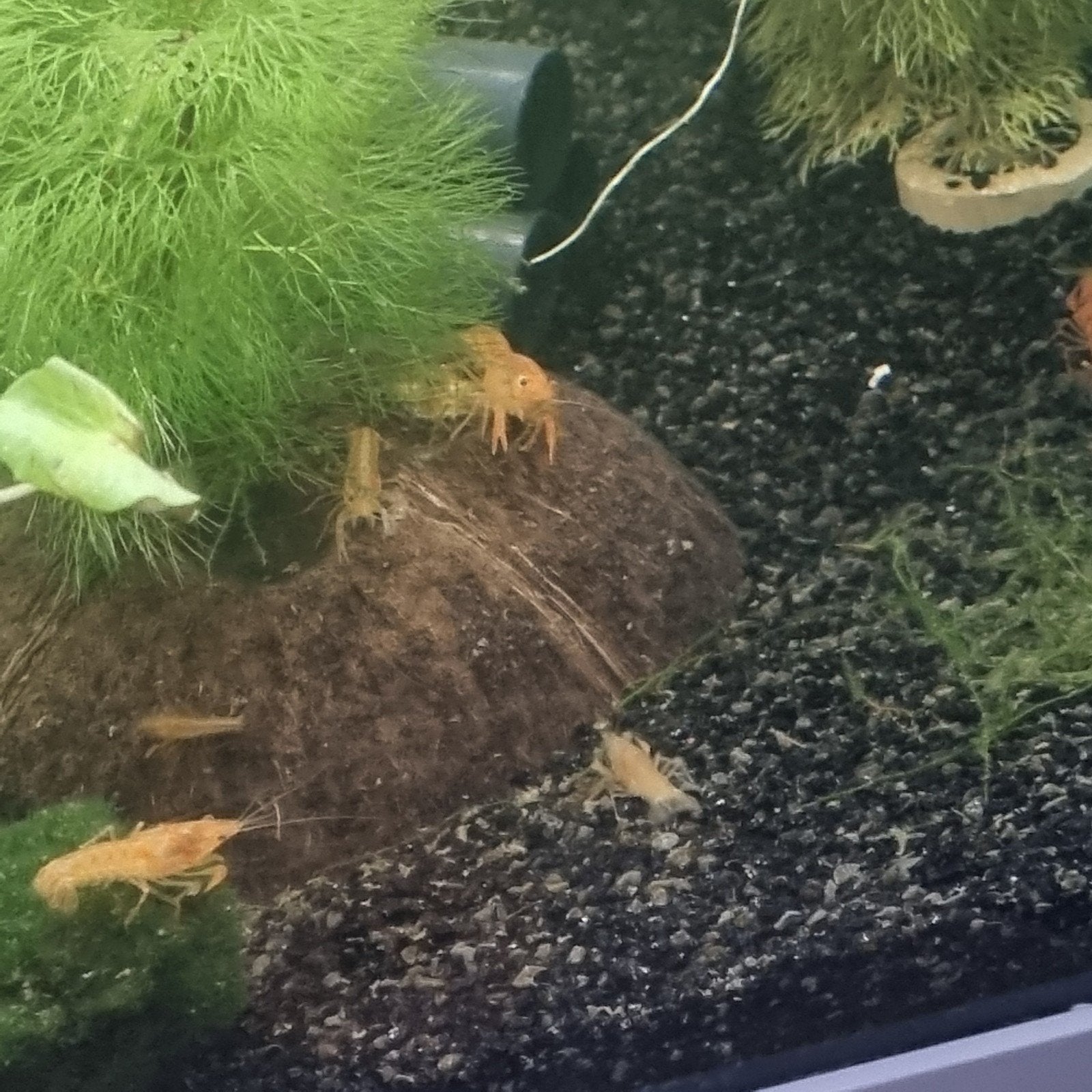 Oranje CPO kreeftjes, Dieren en Toebehoren, Kreeft, Krab of Garnaal