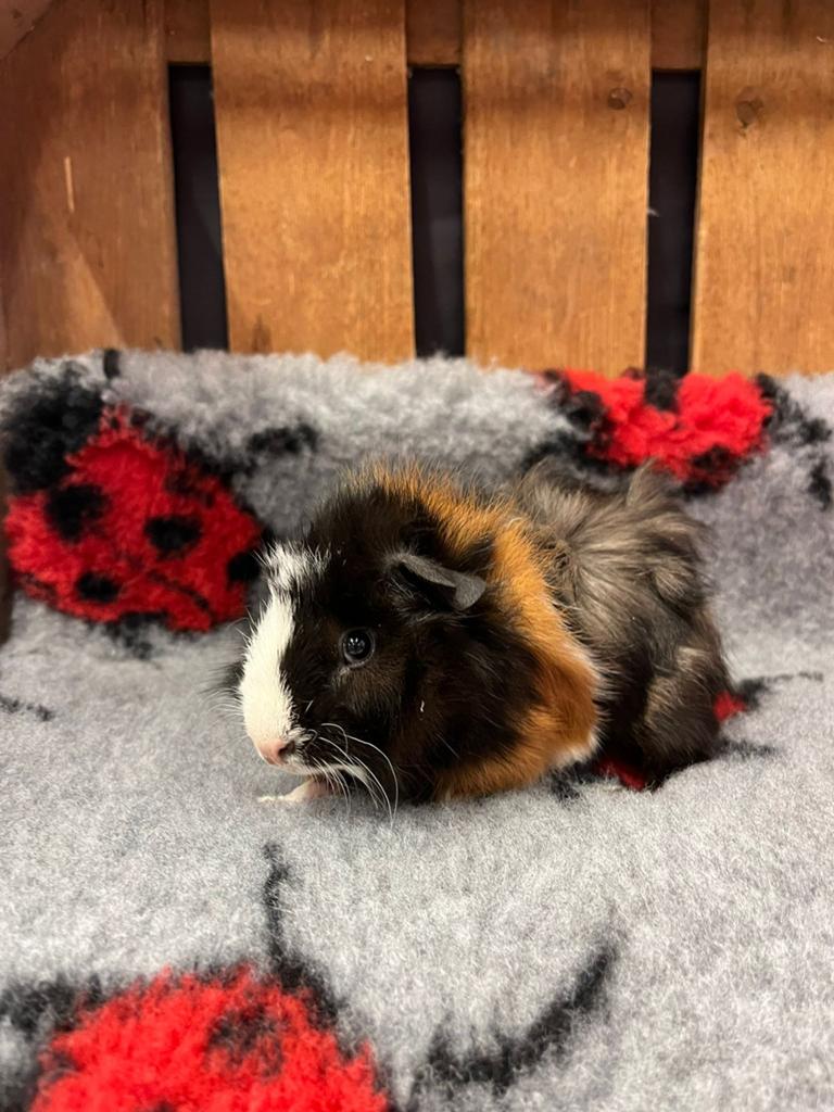Jonge Cavia beertjes, Dieren en Toebehoren, Knaagdieren, Mannelijk, Cavia, April, Tam