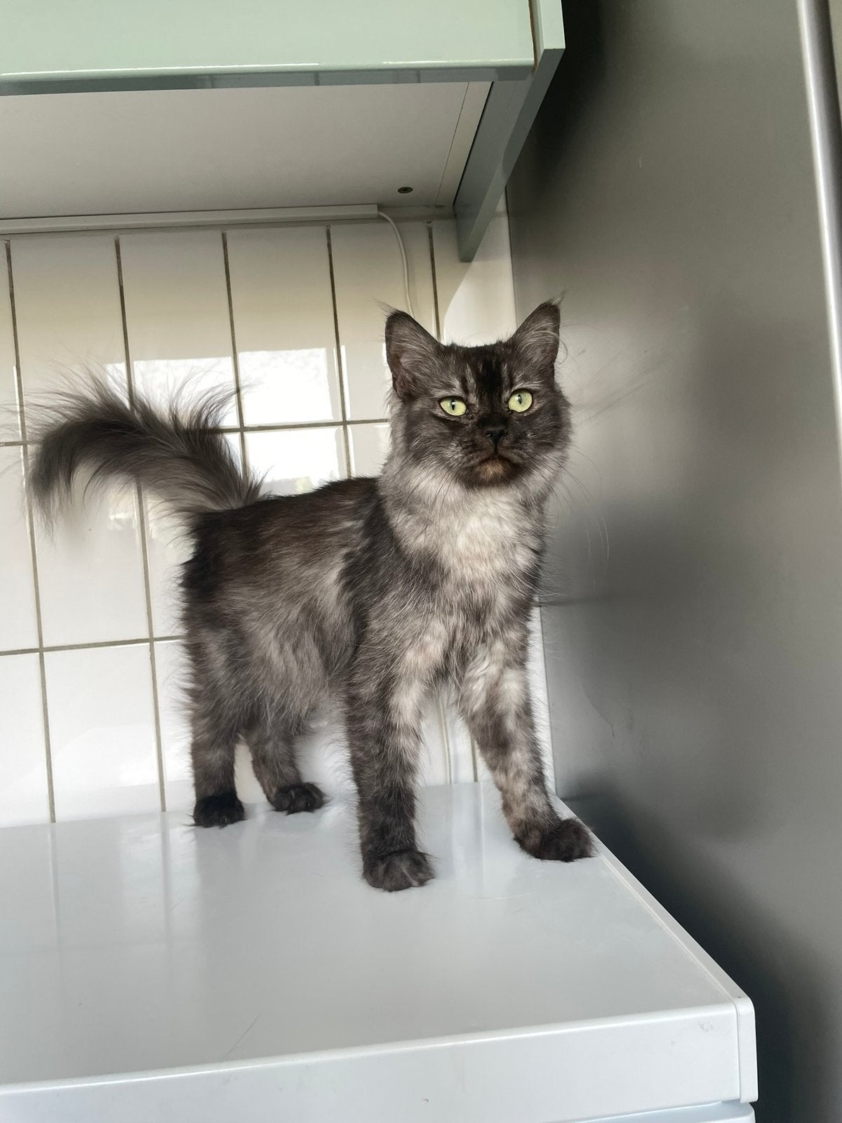 Maine coon poes, Dieren en Toebehoren, Poes, Ontwormd, 0 tot 2 jaar