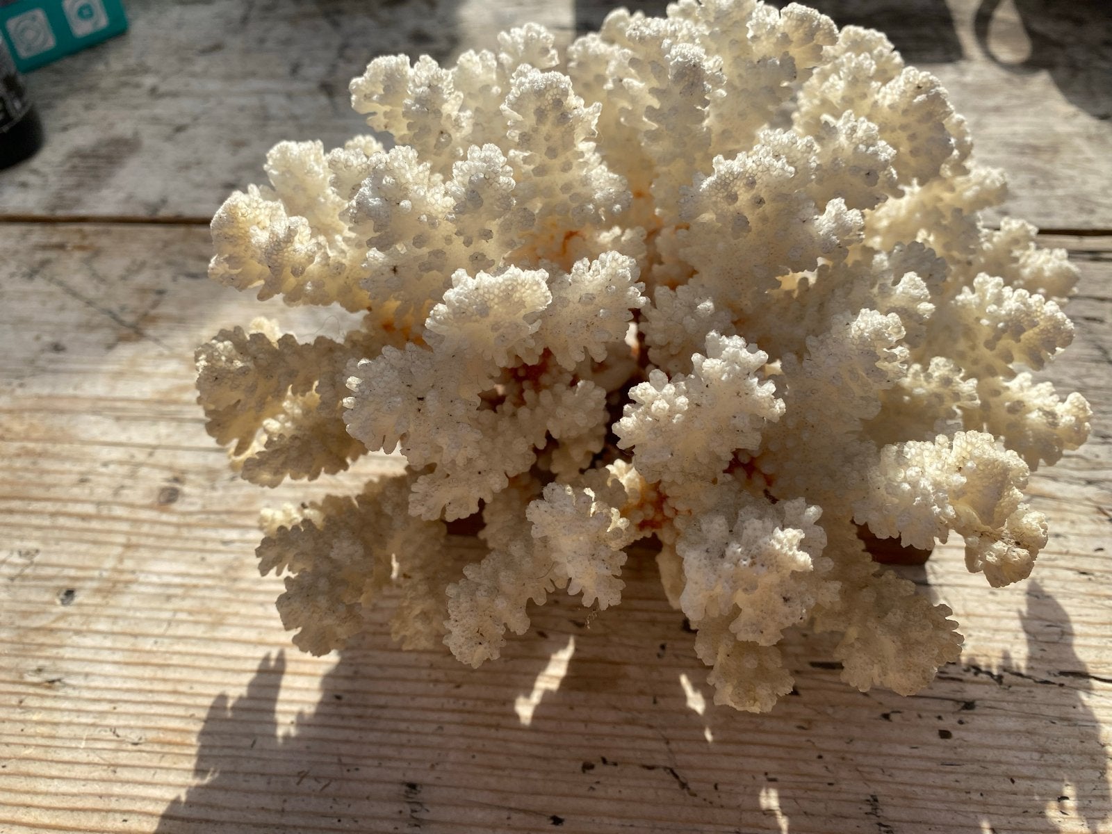 Decoratief Koraal op Houten Voetstuk, Gebruikt, Overige stijlen, Ophalen of Verzenden, Natuurlijk materiaal