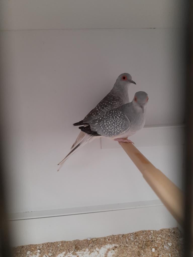 Diamantduifjes, Dieren en Toebehoren, Meerdere dieren
