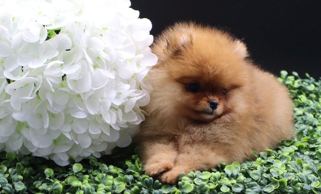 Mini Bearface Pomeranian/Pomeriaan teefje Geboren in NL, Nederland, Keeshond, 15 weken tot 1 jaar, Teef