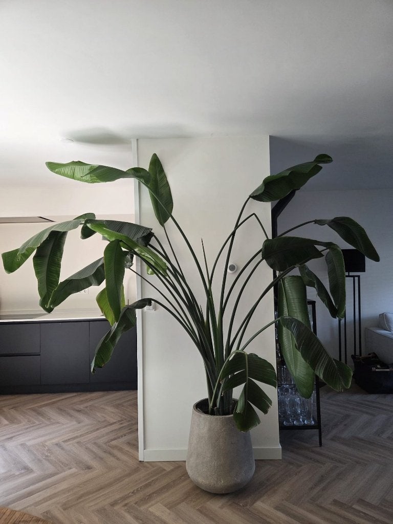 Te koop grote Strelitzia, Ophalen, 200 cm of meer, Overige soorten, Halfschaduw