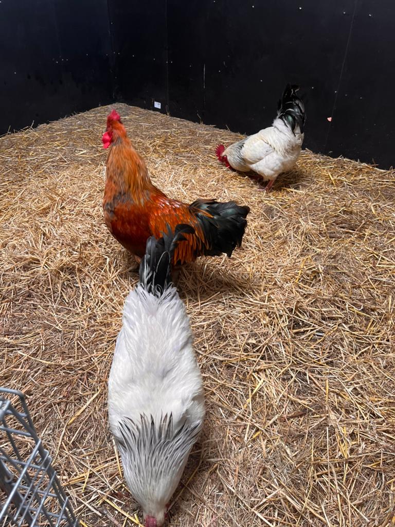 3 hanen (2 sussex), Dieren en Toebehoren, Pluimvee, Mannelijk, Kip