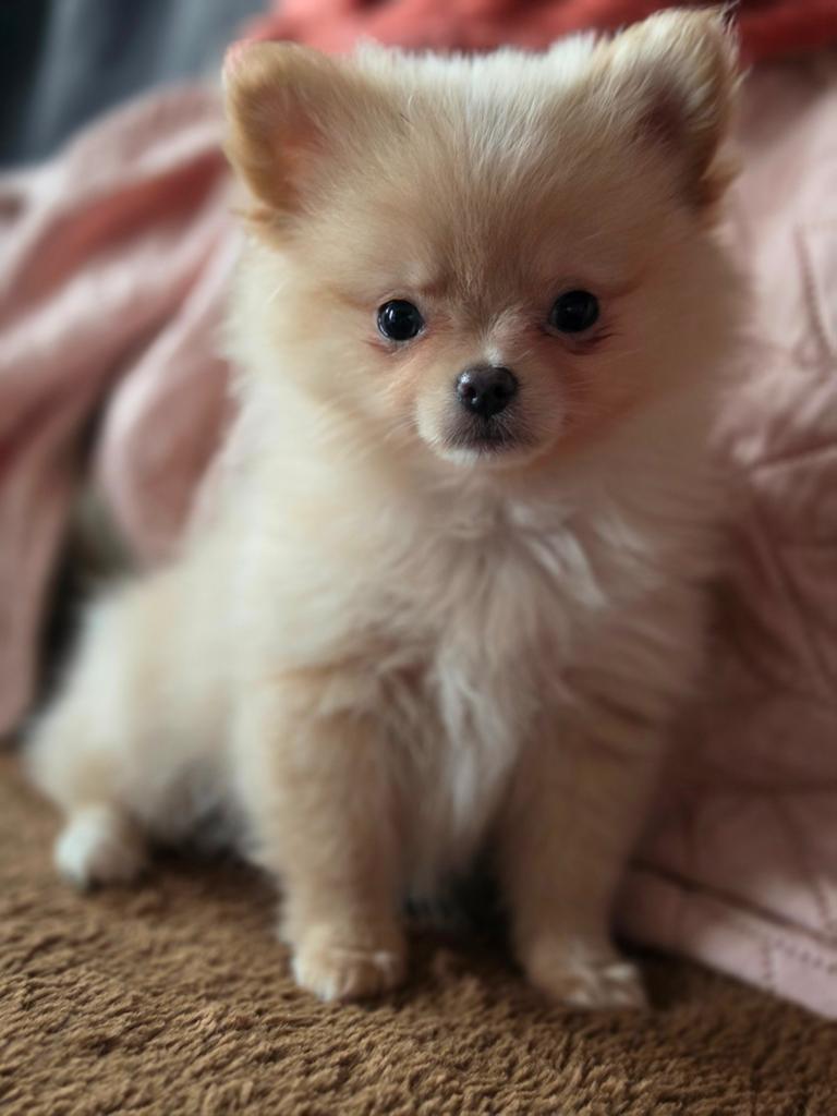 ## 2 Super knappe Pomeriaan x Chihuahua pupjes aangeboden ##, Dieren en Toebehoren, Parvo, Overige rassen, 8 tot 15 weken, Meerdere