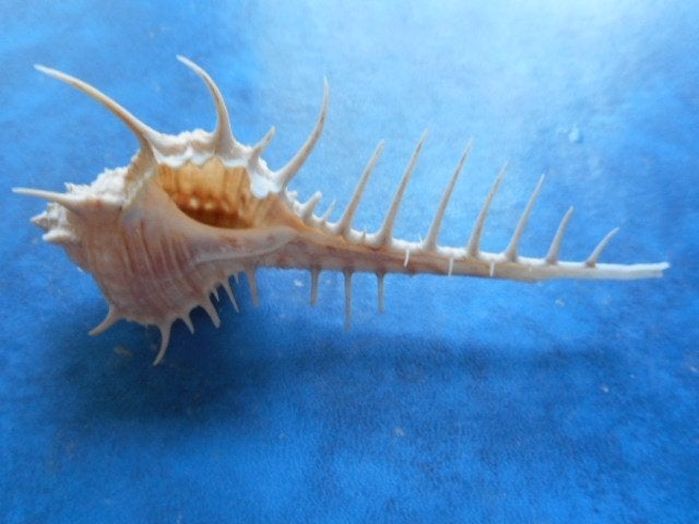 Schelpen: Murex djarianensis poppei Houart f++ 80-99mm, Verzenden, Schelp(en)