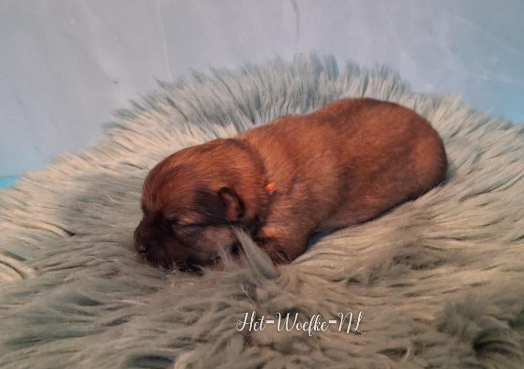 Pomsky F1b puppy 💙Mellow, Overige rassen, 8 tot 15 weken, Meerdere dieren, Eén hond