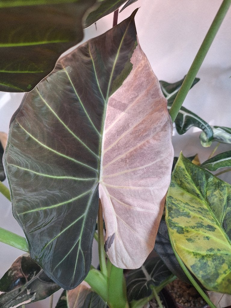 Corms van Alocasia Regal Shields Variegata, Huis en Inrichting, Overige soorten, Minder dan 100 cm, Groene kamerplant, Halfschaduw