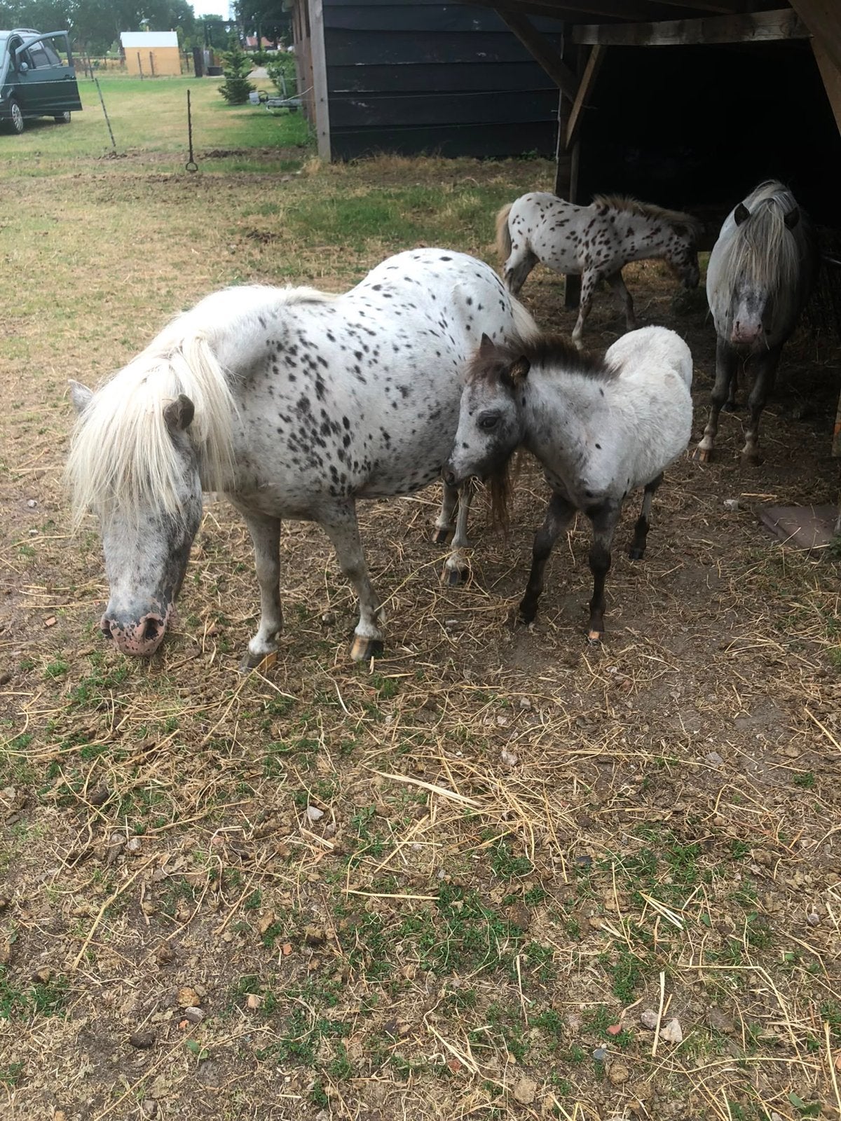 Appaloosa Merrie met veulen., Dieren en Toebehoren, Pony's, Merrie, A pony (tot 1.17m), 3 tot 6 jaar