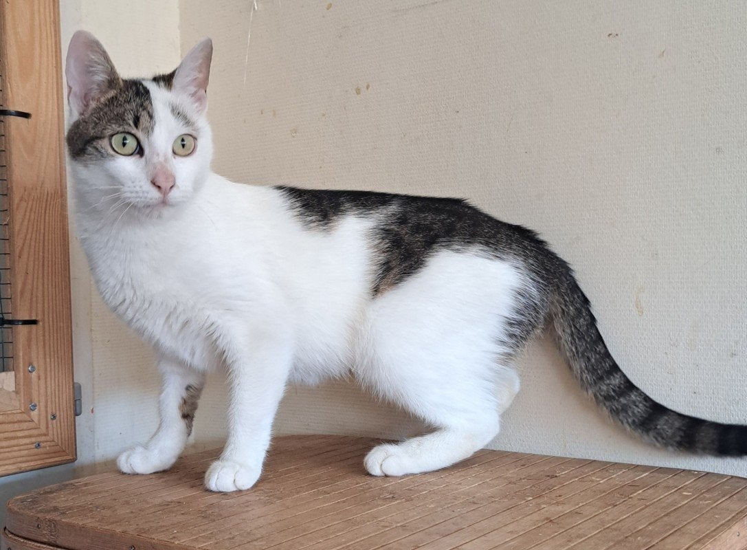 Liefdevolle thuis gezocht voor kater van 7 jaar, Dieren en Toebehoren, Katten en Kittens | Overige Katten, Kater