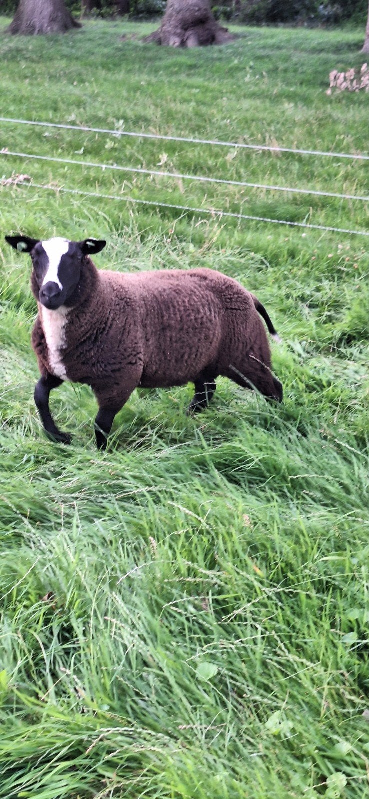 2 bonte rammen, Dieren en Toebehoren, Mannelijk, Schaap