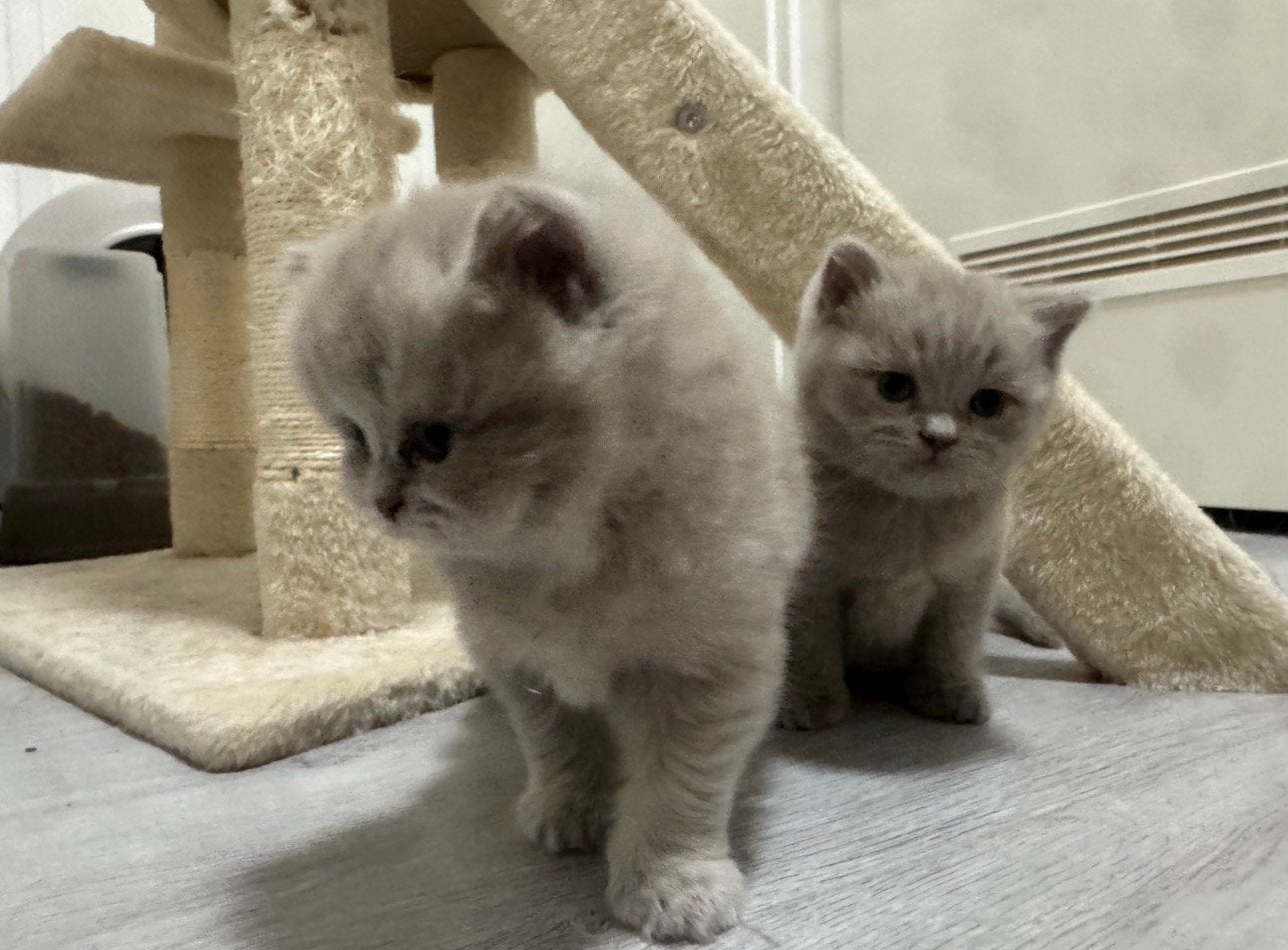 Britse kittens in de kleur lilac, Dieren en Toebehoren, Katten en Kittens | Raskatten | Langhaar, Meerdere dieren