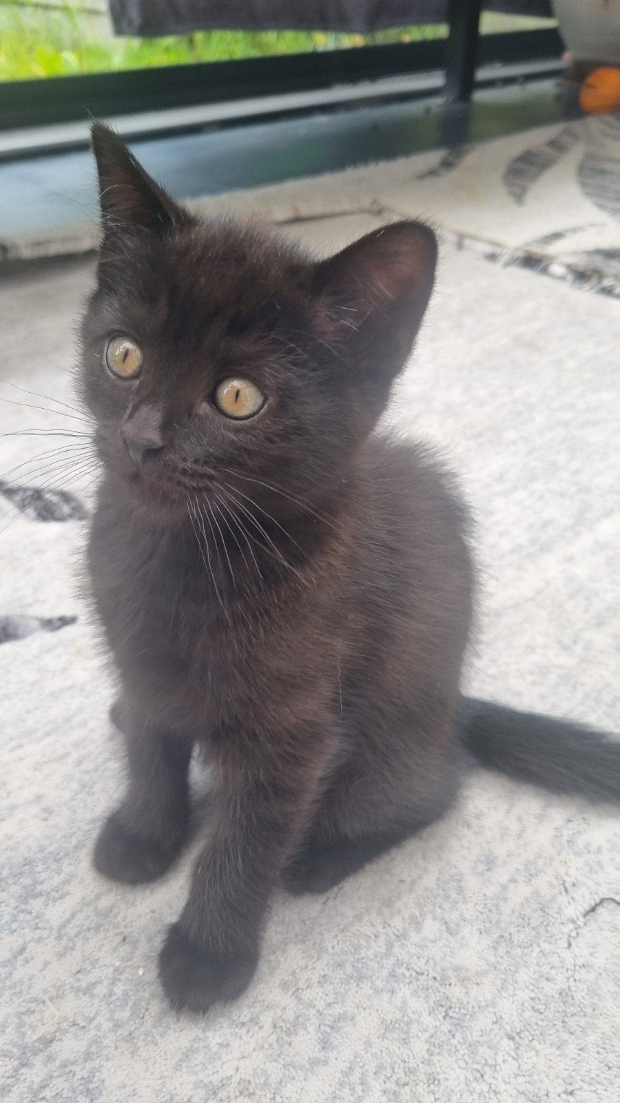 8 weken oude poesjes kittens, Dieren en Toebehoren, Katten en Kittens | Raskatten | Korthaar, Poes, 0 tot 2 jaar