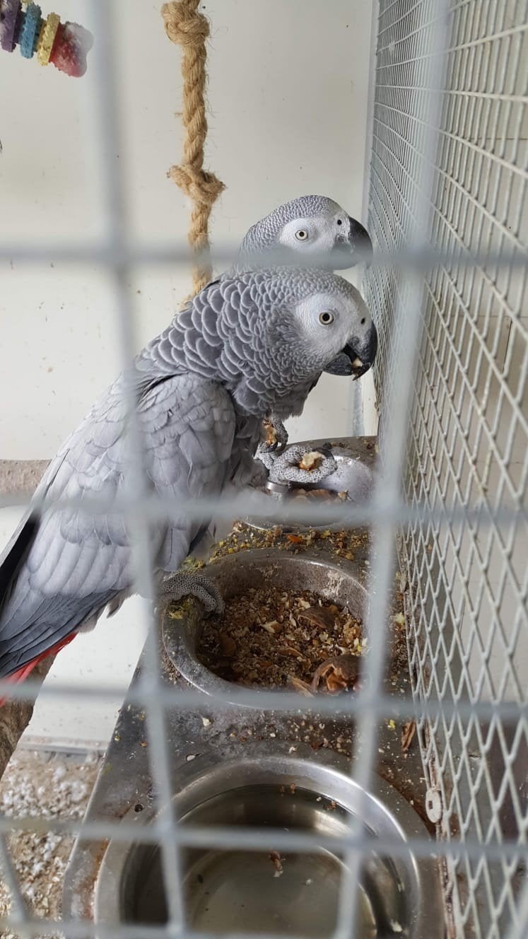 Gevraagd man grijze roodstaart, Dieren en Toebehoren, Mannelijk, Papegaai