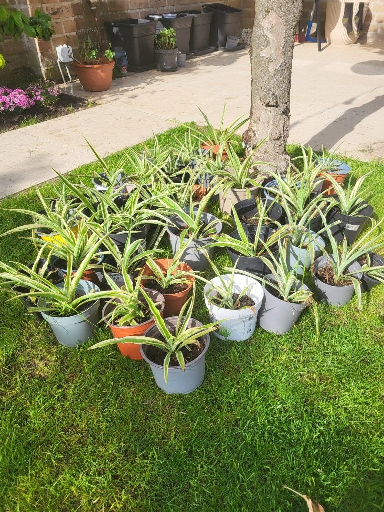 Plantjes Graslelie, Ophalen of Verzenden, Eenjarig, Groenteplanten, Volle zon