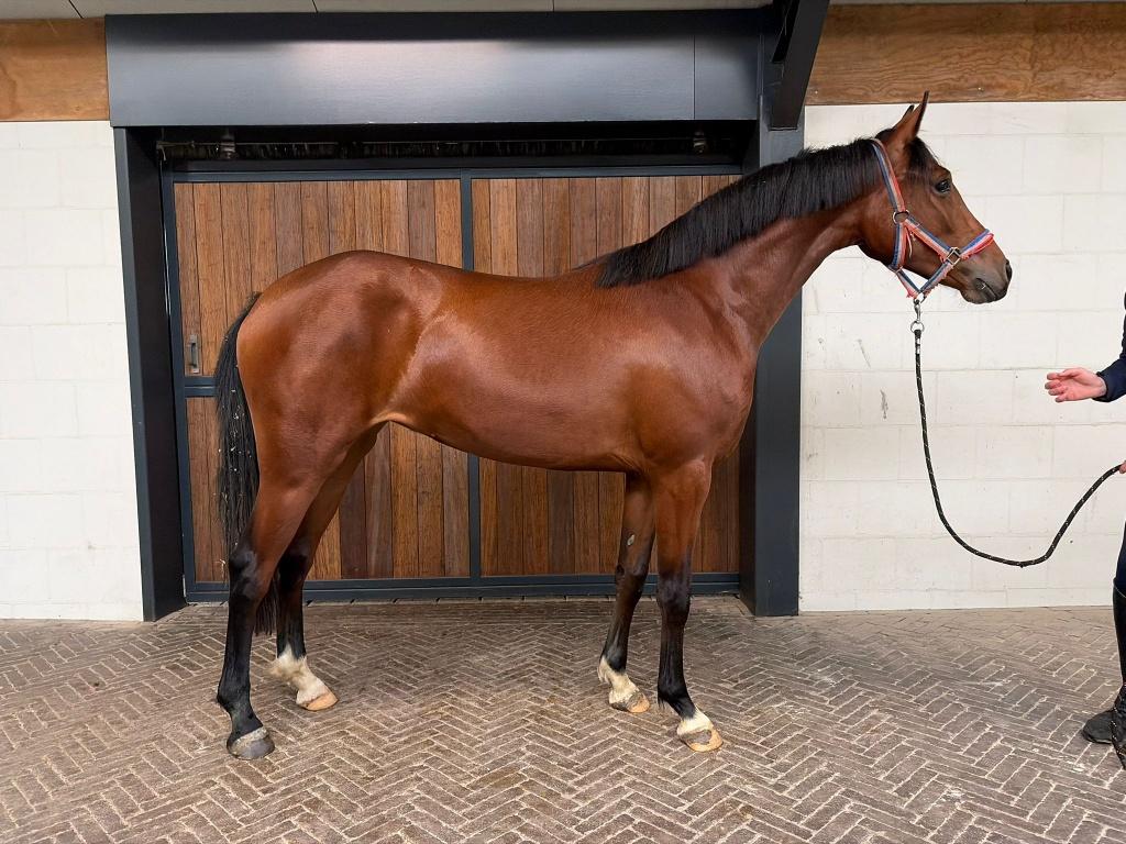 Topgefokte pony met talent voor de toekomst!, Dieren en Toebehoren, Pony's, Merrie, Springpony, 0 tot 2 jaar, Onbeleerd
