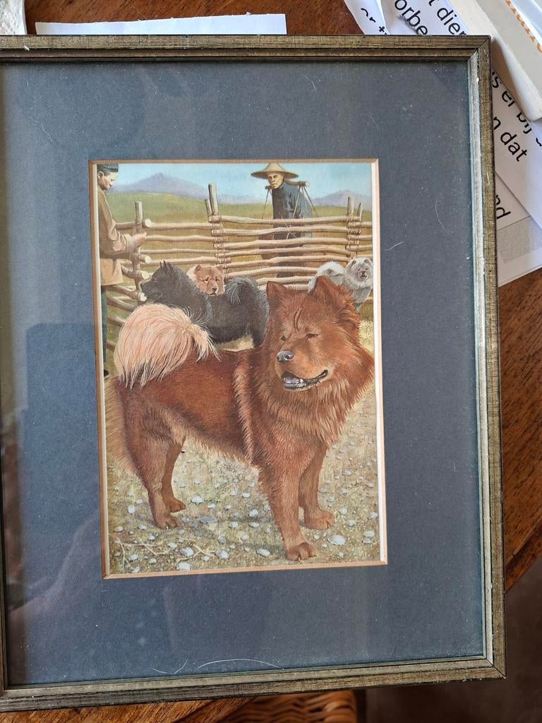 Oude prent van een chow chow, Ophalen
