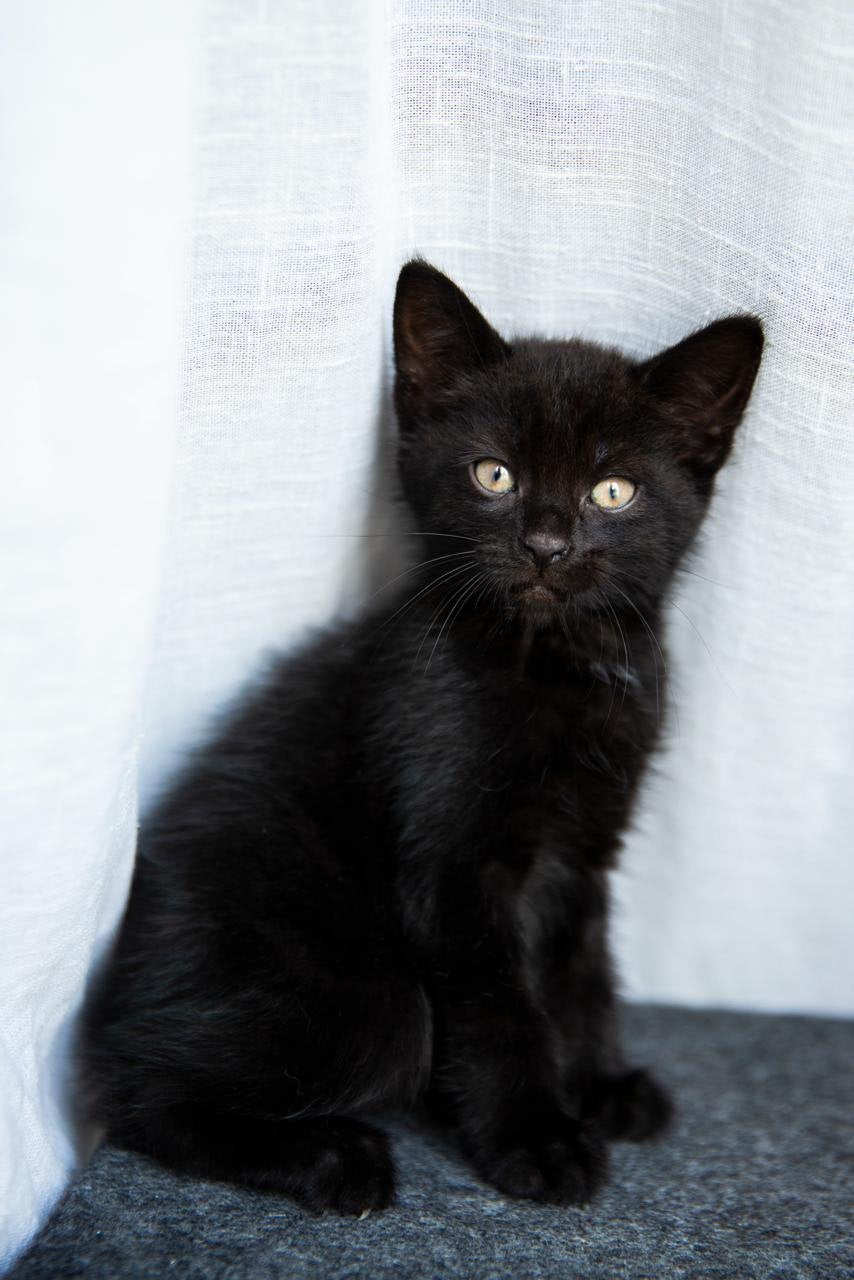 2 nestjes, Poes, Ontwormd