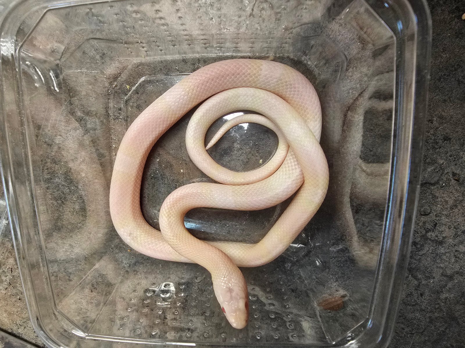 Lampropeltis triangulum hondurensis – DIVERSE BIJZONDERE MOR Milk Snake photo 5