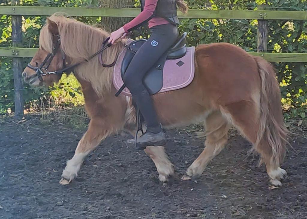 Knappe, grote maat, 4 jarige NSPS shetlander ruin, Dieren en Toebehoren, Pony's, Ruin, Gechipt, 3 tot 6 jaar