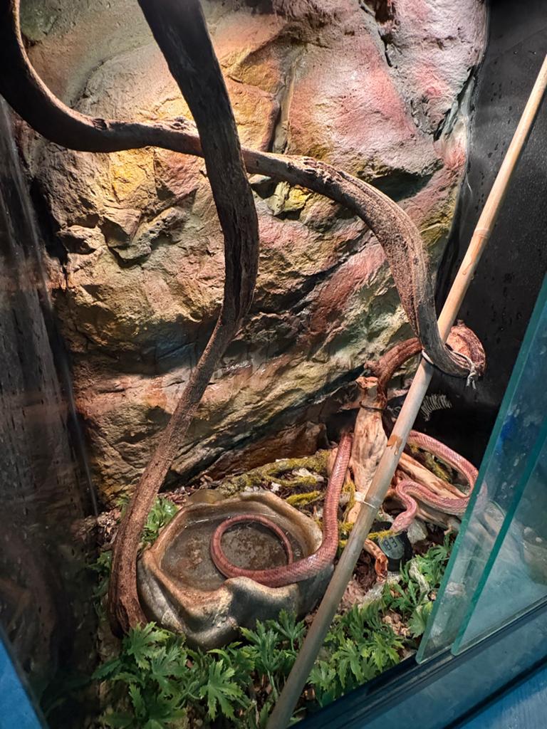 Rattenslang met terrarium, Dieren en Toebehoren, Slang, Met terrarium, 0 tot 2 jaar