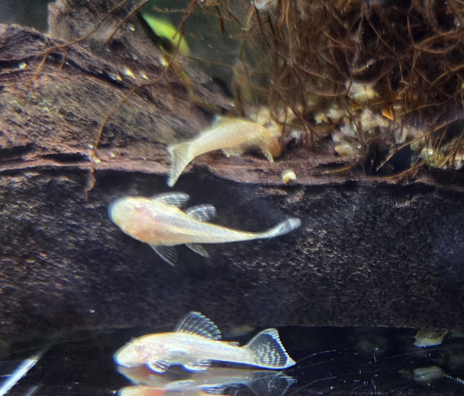 Ancistrus albino, Vis