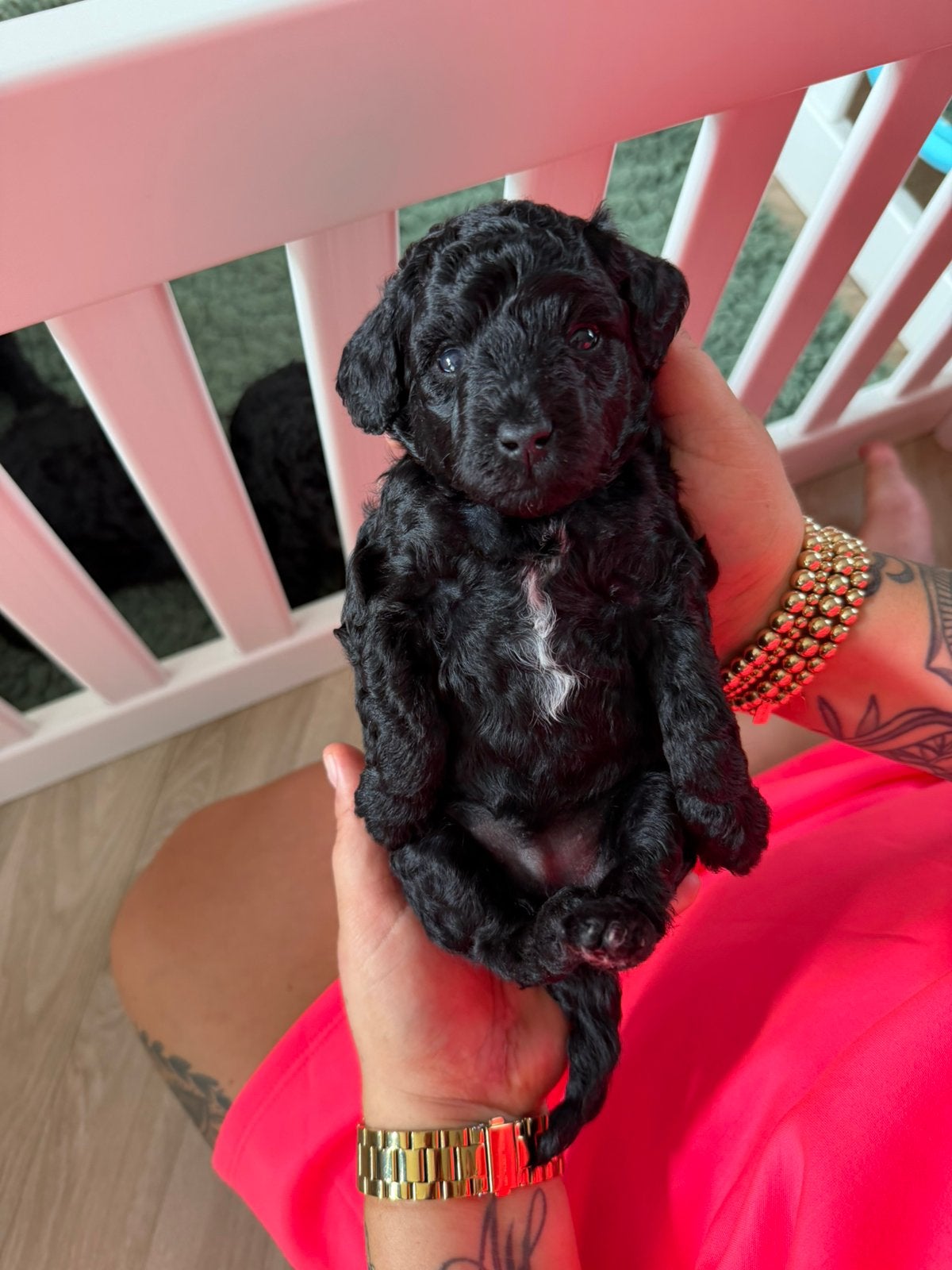 Mini (Australian) labradoodle pups 🐾, Dieren en Toebehoren, Parvo, Overige rassen, 8 tot 15 weken, Meerdere