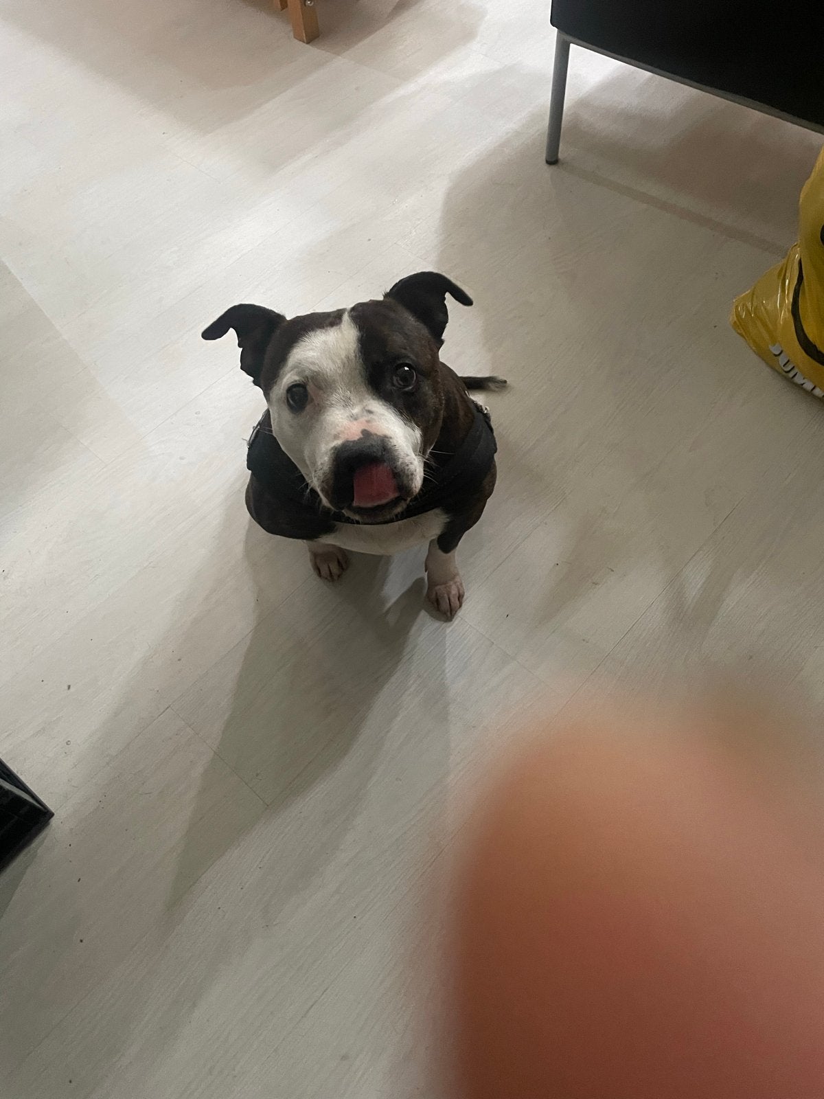 Engelse Staffordshire bull reu 7 jaar, Dieren en Toebehoren, 6 jaar of ouder, Parvo, Eén hond, Nederland