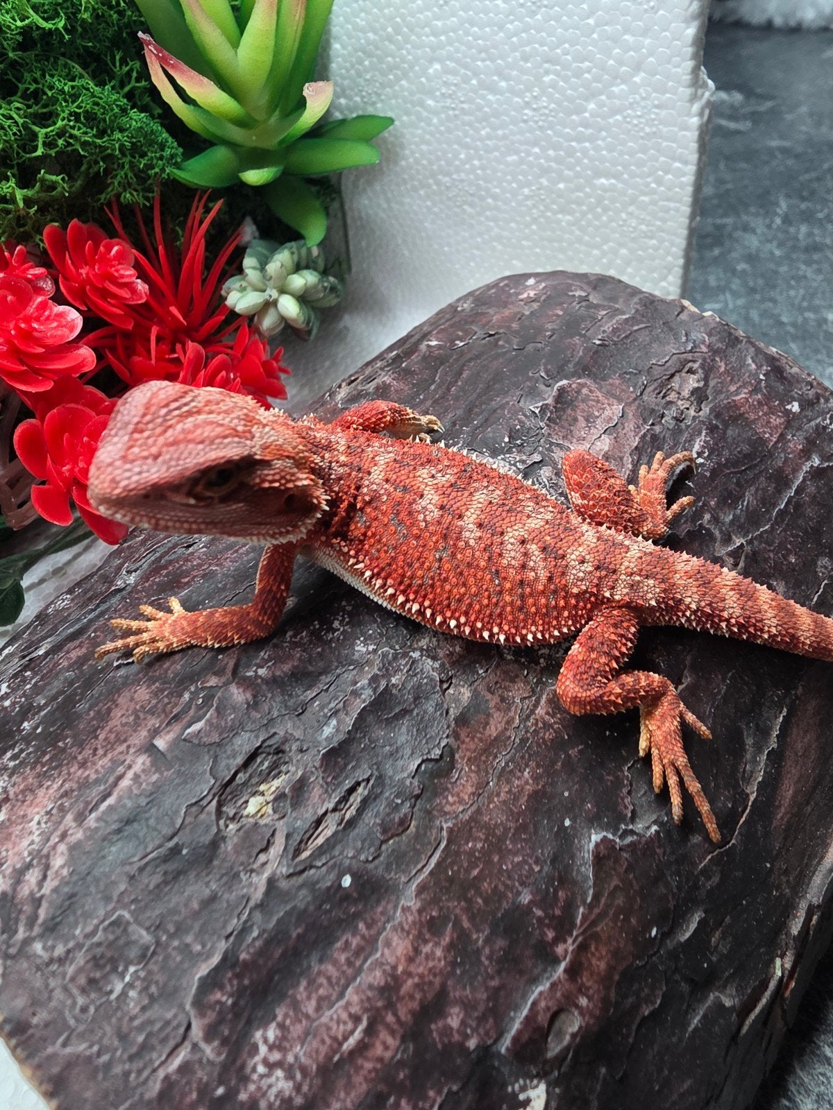 Red monster, hypo , man