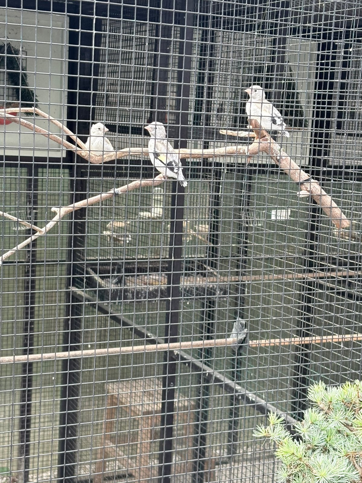 Majoor putter Aminet pop natuurbroed 2026 met DNA, Dieren en Toebehoren, Vogels | Overige Vogels, Vrouwelijk